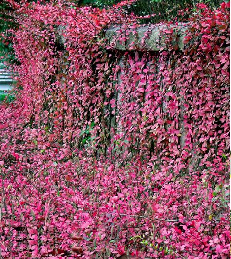 藤类植物